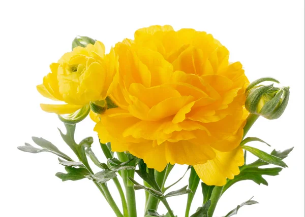 Close Flores Ranúnculo Amarelo Isoladas Branco — Fotografia de Stock