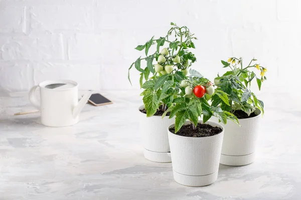 Petits Buissons Tomates Cerises Poussent Dans Pot Fleurs Accueil Tomates — Photo