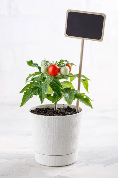 Semak Semak Kecil Tomat Ceri Tumbuh Pot Bunga Rumah Dibudidayakan — Stok Foto