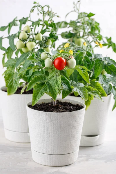 Petits Buissons Tomates Cerises Poussent Dans Pot Fleurs Accueil Tomates — Photo