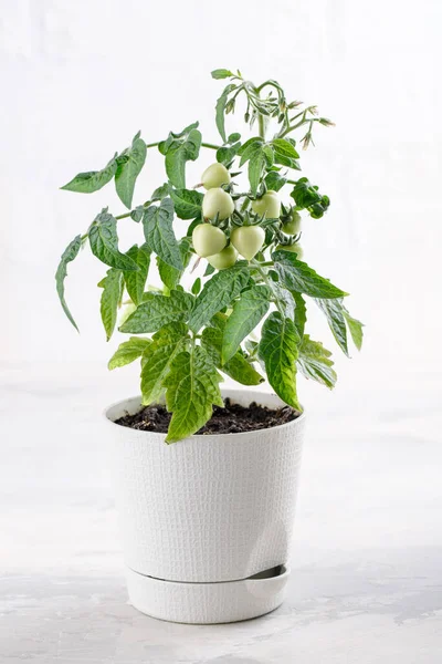 Petits Buissons Tomates Cerises Poussent Dans Pot Fleurs Accueil Tomates — Photo