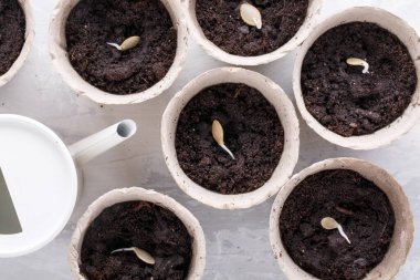 Biyo bozunabilir turba tenceresinde filizlenmiş kabak çekirdekleri, ekilmeye hazır. Üst Manzara. Bahçe konsepti.