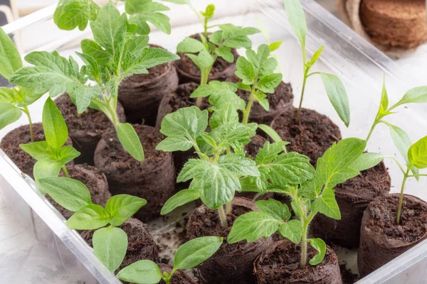 Jeunes Pousses Tomates Paprika Dans Les Comprimés Tourbe Concept Jardinage — Photo