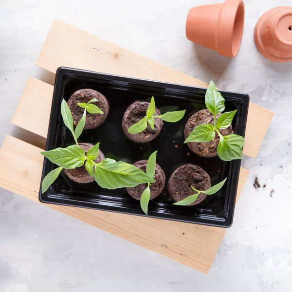 Jonge Paprika Zaailingen Spruiten Turf Tabletten Tuinieren Concept Bovenaanzicht — Stockfoto