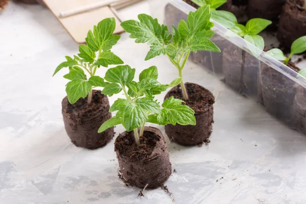 Jeunes Pousses Tomate Dans Les Comprimés Tourbe Concept Jardinage — Photo