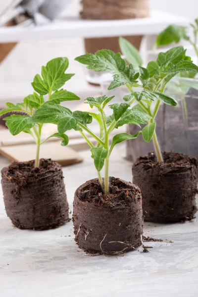若いトマトの苗は泥炭の錠剤に芽を出します 園芸の概念 — ストック写真