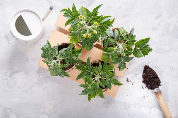 Bibit Tomat Tumbuh Dalam Pot Gambut Konsep Berkebun Tampilan Atas — Stok Foto