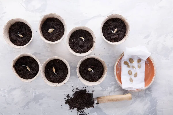 Trotse Pompoenpitten Een Biologisch Afbreekbare Turfpot Klaar Planten Bovenaanzicht Tuinbouwconcept — Stockfoto