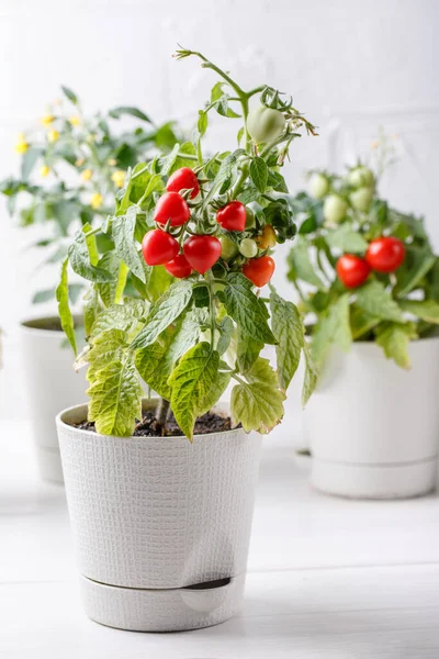 Невеликі Кущі Вишневих Помідорів Ростуть Квітковому Горщику Домашні Вирощують Картопляні — стокове фото
