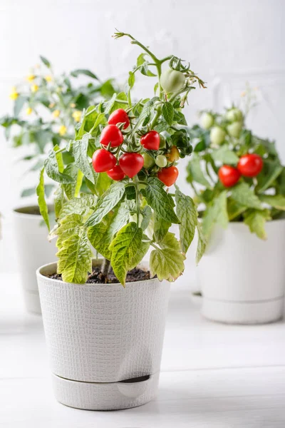 Petits Buissons Tomates Cerises Poussent Dans Pot Fleurs Accueil Tomates — Photo