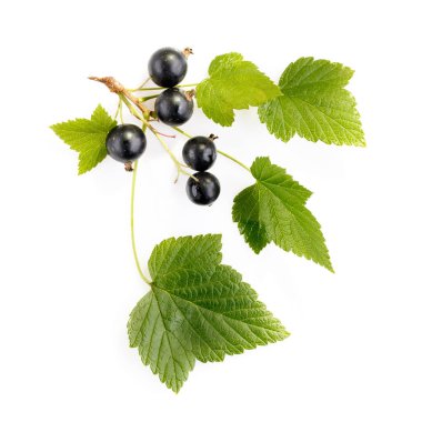 Beyaz yapraklı siyah frenk üzümü. Gıda meyvesi yaz konsepti. Üst manzara, düz yatak, yakın çekim..