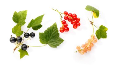 Beyaz üzerinde yeşil yapraklar olan siyah, kırmızı ve beyaz frenk üzümü. Gıda meyvesi yaz konsepti. Üst manzara, düz yatak, yakın çekim..