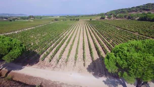 Francja, Var, widok z lotu ptaka z winnicy w Ramatuelle — Wideo stockowe
