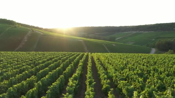 Vista Aérea Das Vinhas Champanhe Para Les Riceys Área Cote — Vídeo de Stock