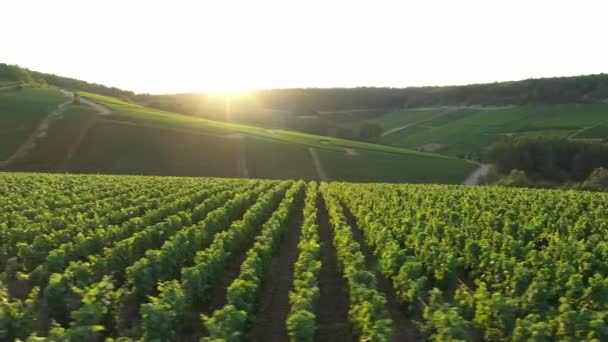 Uitzicht Vanuit Lucht Wijngaarden Van Champagne Naar Les Riceys Streek — Stockvideo