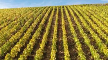 Champagne Vineys 'in havadan görünüşü Les Riceys' e, Aube, Fransa 'daki Cote des Bars bölgesine