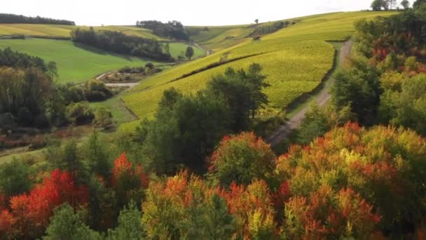 Vue Aérienne Des Vignobles Champagne Jusqu Aux Riceys Région Côte — Video