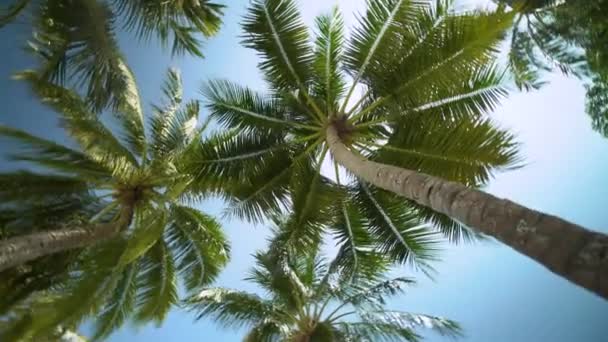 île tropicale aux Maldives 