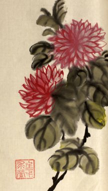 parlak kırmızı çiçek krizantem