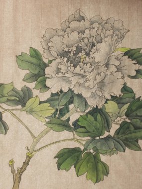 Beyaz şakayık çiçeği