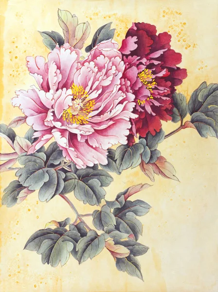 İki peonies pembe ve kırmızı