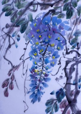 İhale çiçekli wisteria