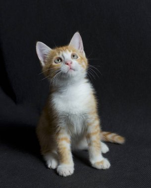 küçük kırmızı kedi 