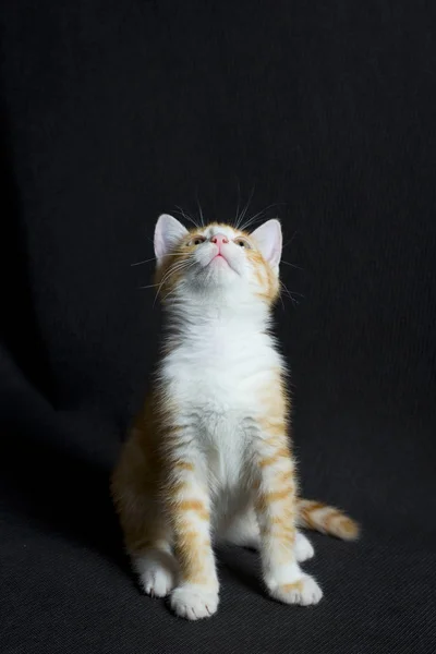 Маленький червоний кошеня — стокове фото