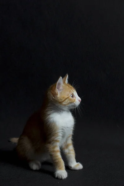 Kleine rode kitten — Stockfoto