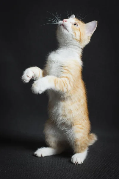 Mały kotek czerwony — Zdjęcie stockowe