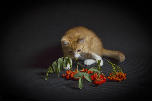 Gatinho vermelho pequeno — Fotografia de Stock