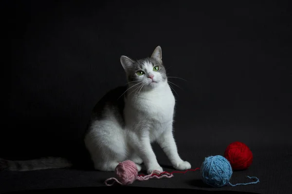 Gato branco e emaranhados coloridos de fio — Fotografia de Stock