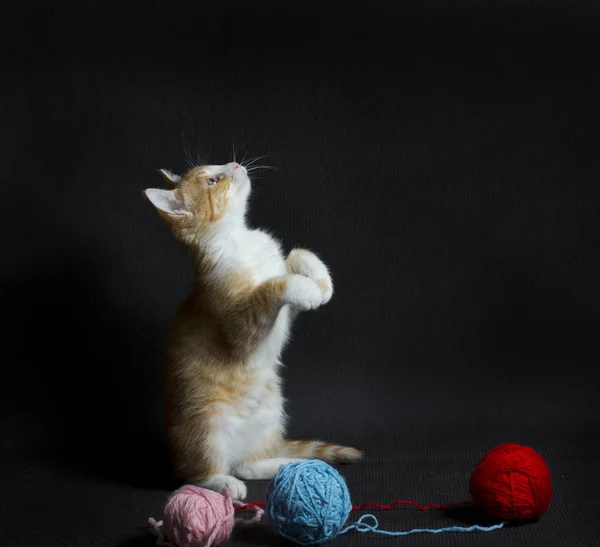 Ruda kotka i kolorowe kłębuszków — Zdjęcie stockowe