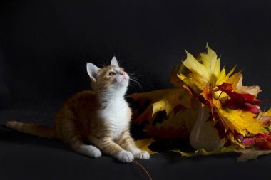 Kırmızı kedi ve sonbahar buket