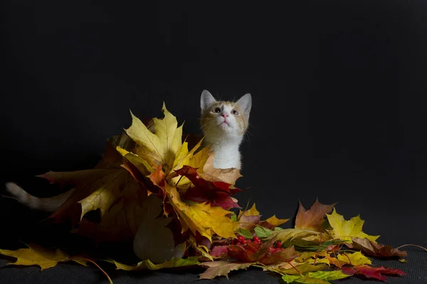 Czerwony kociak i Jesienny bukiet — Zdjęcie stockowe