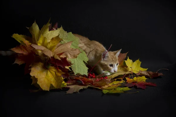Gatinho vermelho e buquê de outono — Fotografia de Stock