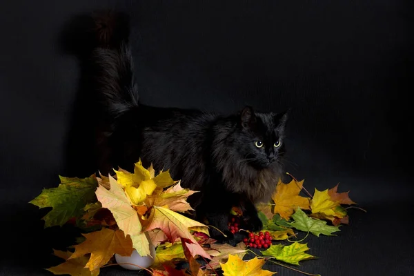 Чорний кіт і осінній букет — стокове фото