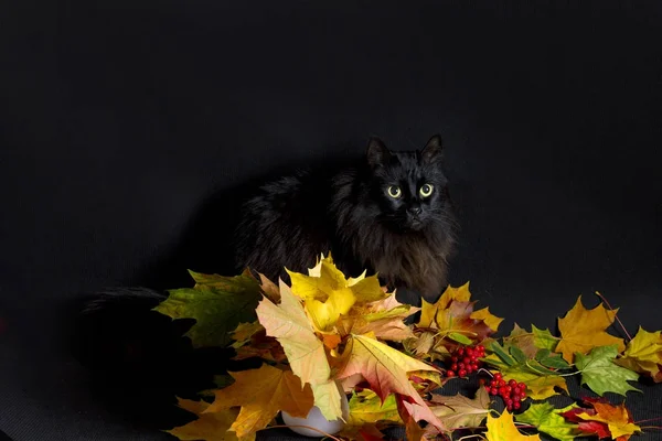 Gato preto e buquê de outono — Fotografia de Stock