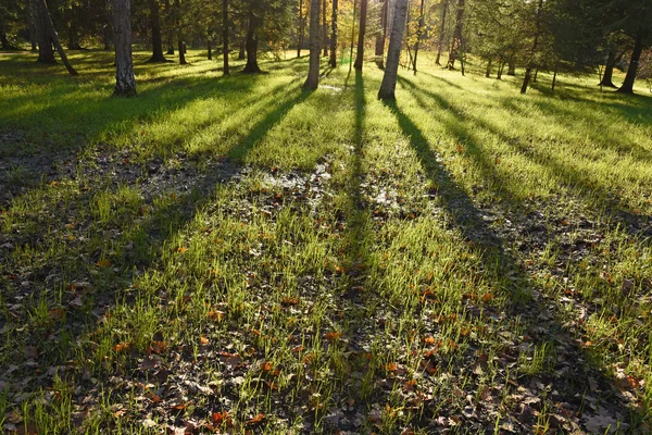 The shadows of the trees at sunset