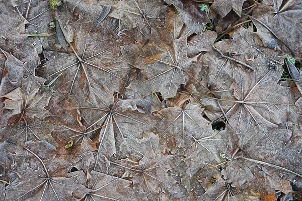 Sfondo foglie congelate — Foto Stock