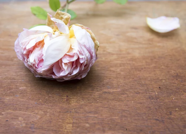 Sonbahar çiçek ve yaprakları tek renkli fotoğraf