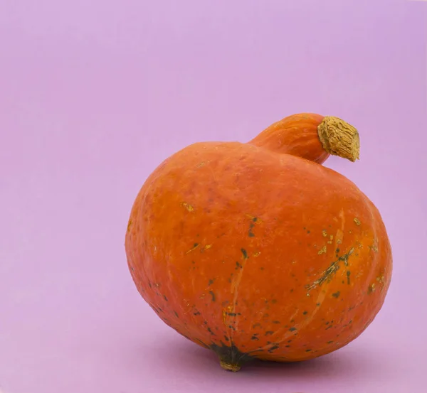 Menekşe arka plan üzerinde parlak kabak