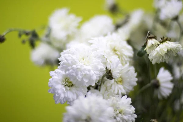 Açık yeşil arka planı beyaz taze çiçekler