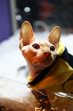 Sphynx kedi yakın portre