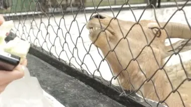 Turistler keçi besleme