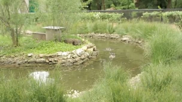 Дикая утка плавает в пруду — стоковое видео