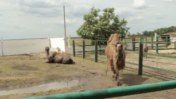 Dos camellos en el zoológico . — Vídeos de Stock