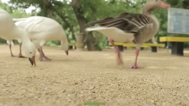 Посетителей парка кормят хлебными крошками птичьих гусей . — стоковое видео