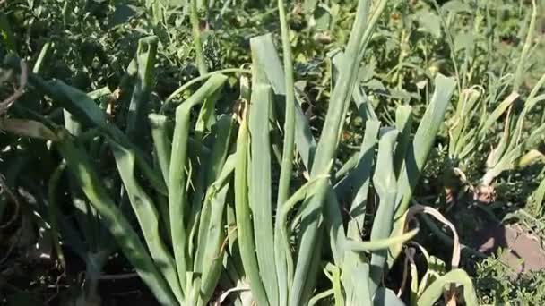Onion in the ground — Stock Footage Onion in the ground Stock Video