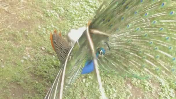 Peacock met verspreiding vleugels — Stockvideo